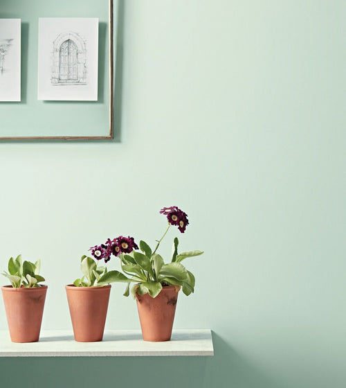 Celadon Paint Wall & Ceiling Paint/Green Paint