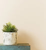 Eggshell / 2.5L Cream & Neutral Paint [