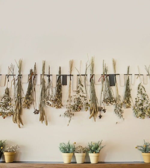 Ivory Paint White Paint