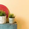 Eggshell / 2.5L Cream & Neutral Paint [