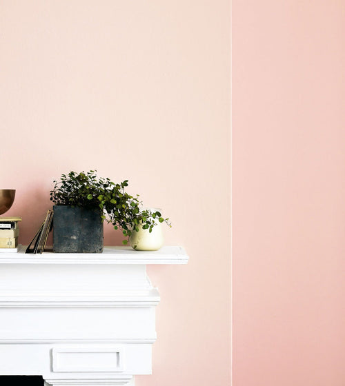 Rose Mallow Pink & Purple Paint Rose Mallow Pink & Purple Paint Rose Mallow Pink & Purple Paint