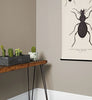 Eggshell / 2.5L Dark Paint [