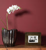 Eggshell / 2.5L Dark Paint [