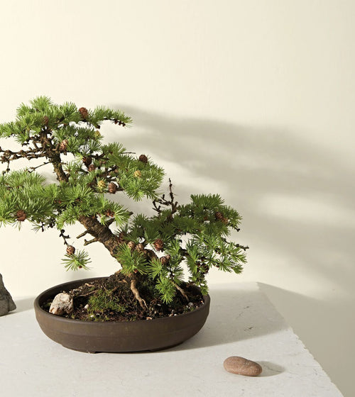 Gypsum Paint Yellow & Orange Paint