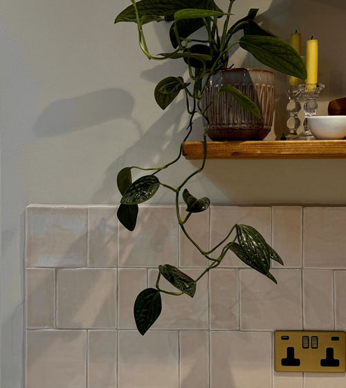 Jaipur Old Ochre 13 x 13 Wall & Floor Tiles/Wall Tiles