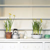 Eggshell / 2.5L Cream & Neutral Paint Mockingbird thumbnail