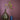 Eggshell / 2.5L Paint Tyrian Rose